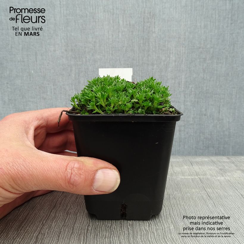 Saxifraga arendsii Compactum - Sassifraga Vasetto da 8/9 cm esemplare consegnato in primavera