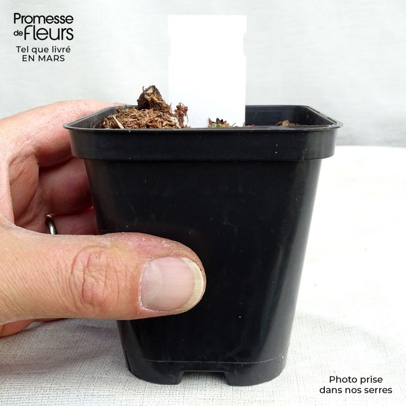 Saxifraga arendsii Purpurteppich - Sassifraga Vasetto da 8/9 cm esemplare consegnato in inverno