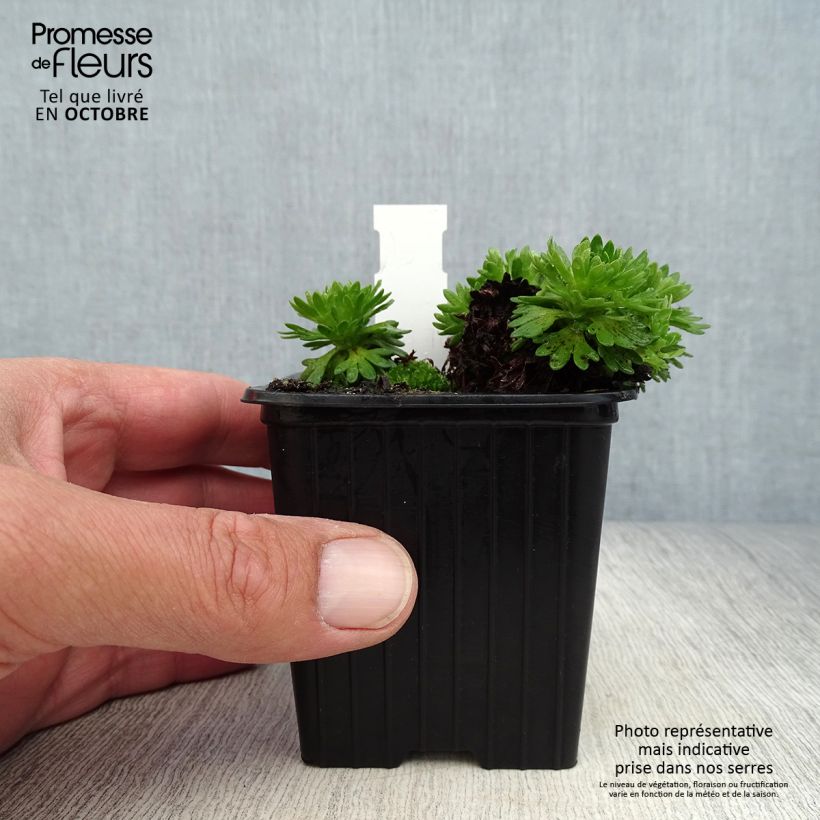 Esemplare di Saxifraga arendsii Ware's Crimson - Sassifraga Vasetto da 8/9 cm come consegnato in autunno