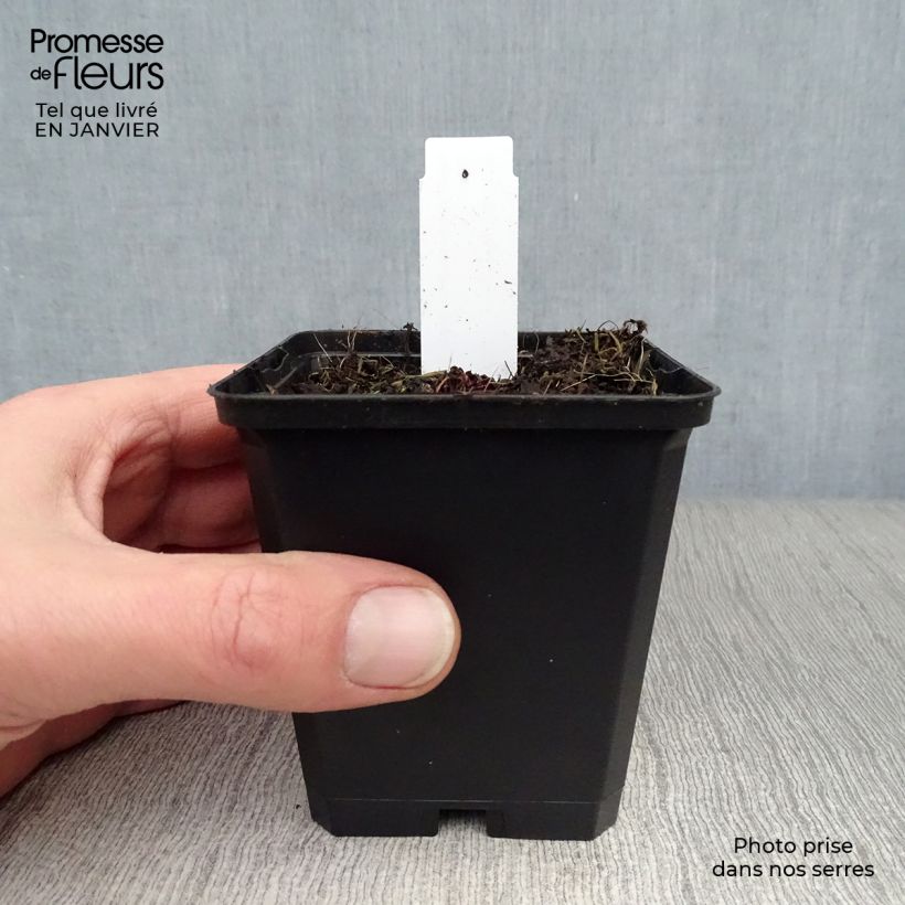 Saxifraga cortusifolia Black Ruby - Sassifraga Vasetto da 8/9 cm esemplare consegnato in inverno