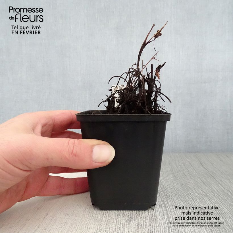 Saxifraga cortusifolia Cheap Confections - Sassifraga Vasetto da 8/9 cm esemplare consegnato in inverno