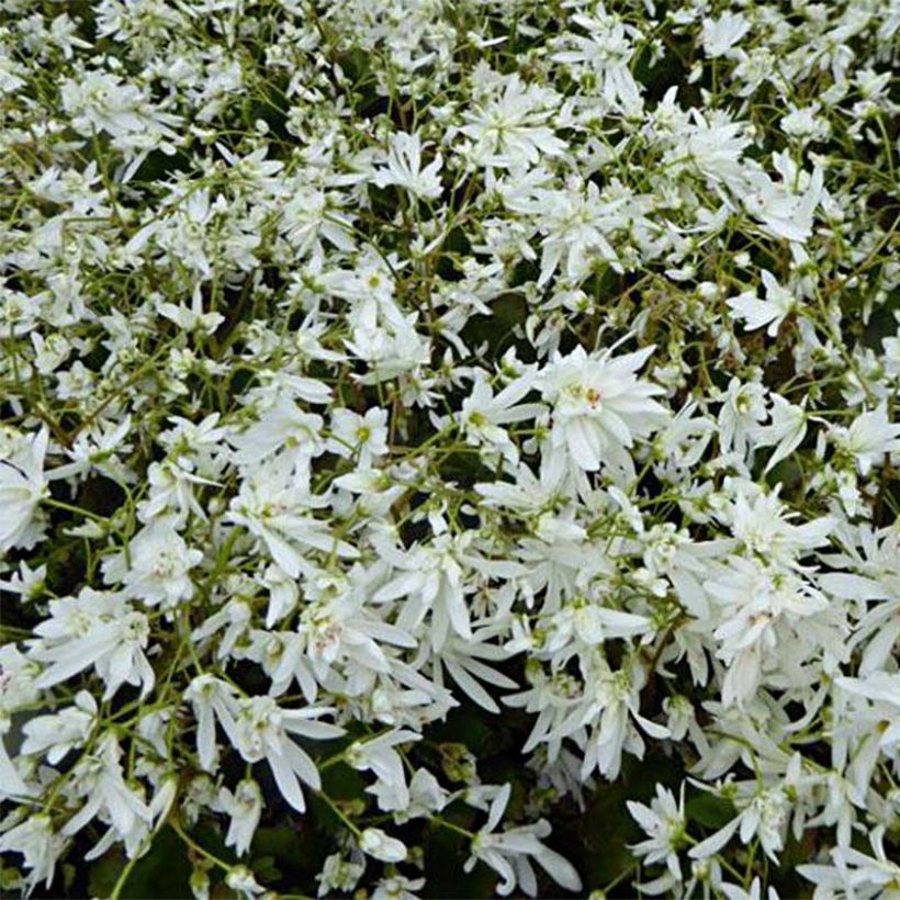 Saxifraga cortusifolia Shiranami - Sassifraga (Fioritura)