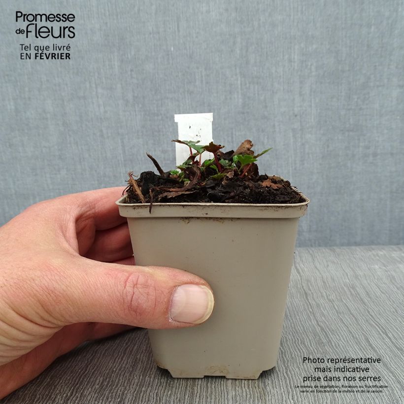 Saxifraga cortusifolia Shiranami - Sassifraga Vasetto da 8/9 cm esemplare consegnato in inverno