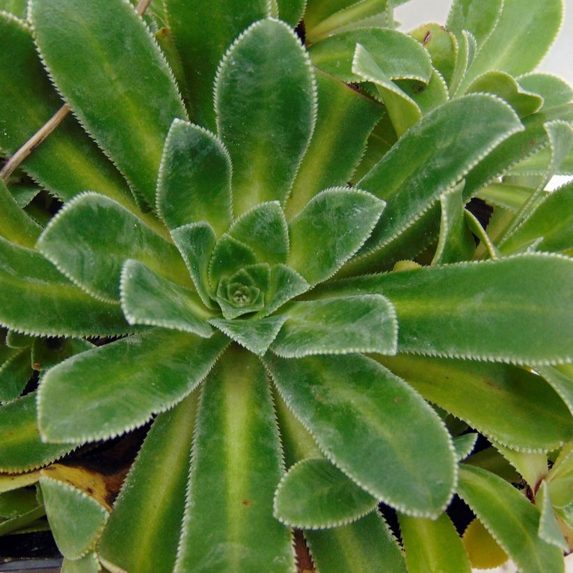 Saxifraga cotyledon Southside Seedling - Sassifraga dei graniti (Fogliame)