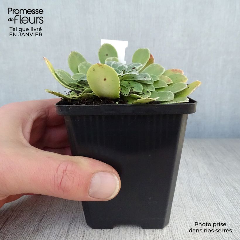 Saxifraga cotyledon Southside Seedling - Sassifraga dei graniti Vasetto da 8/9 cm esemplare consegnato in inverno