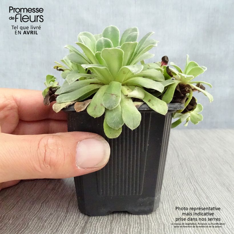 Saxifraga cotyledon Southside Seedling - Sassifraga dei graniti Vasetto da 8/9 cm esemplare consegnato in primavera