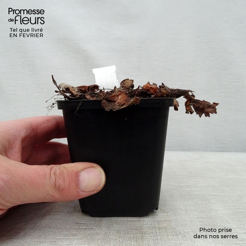 Saxifraga fortunei Beni Tsukasa - Sassifraga Vasetto da 8/9 cm esemplare consegnato in inverno