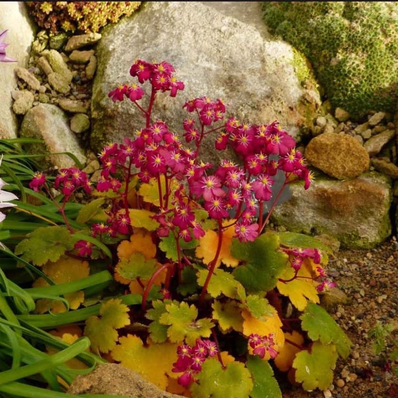 Saxifraga fortunei Gokka - Sassifraga (Fioritura)