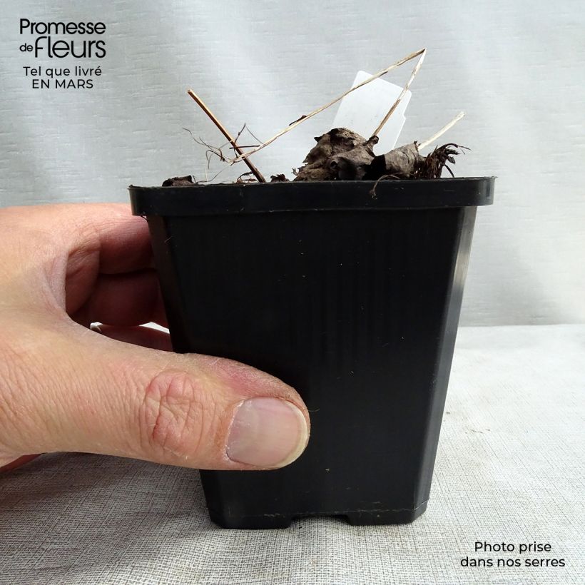Saxifraga fortunei Rubrifolia - Sassifraga Vasetto da 8/9 cm esemplare consegnato in inverno
