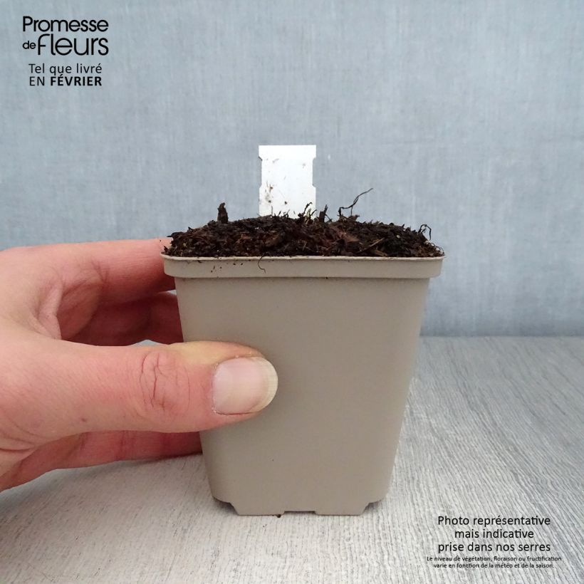 Saxifraga fortunei Wada - Sassifraga Vasetto da 8/9 cm esemplare consegnato in inverno