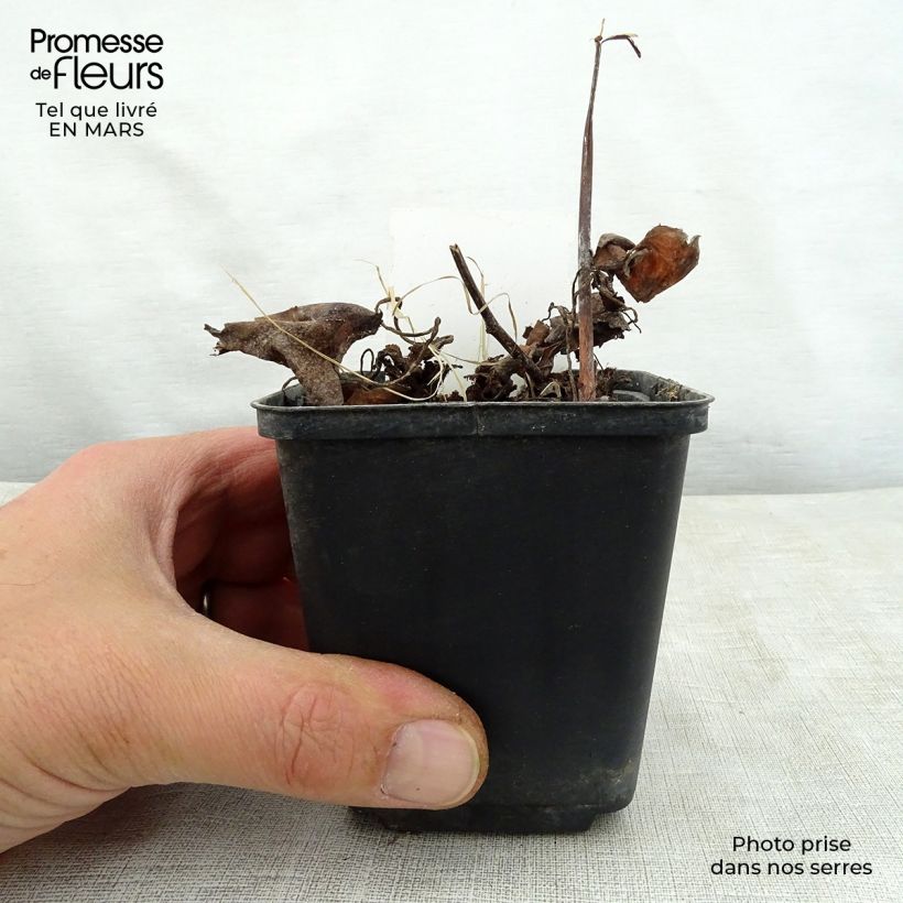 Saxifraga fortunei Wada - Sassifraga Vasetto da 8/9 cm esemplare consegnato in primavera