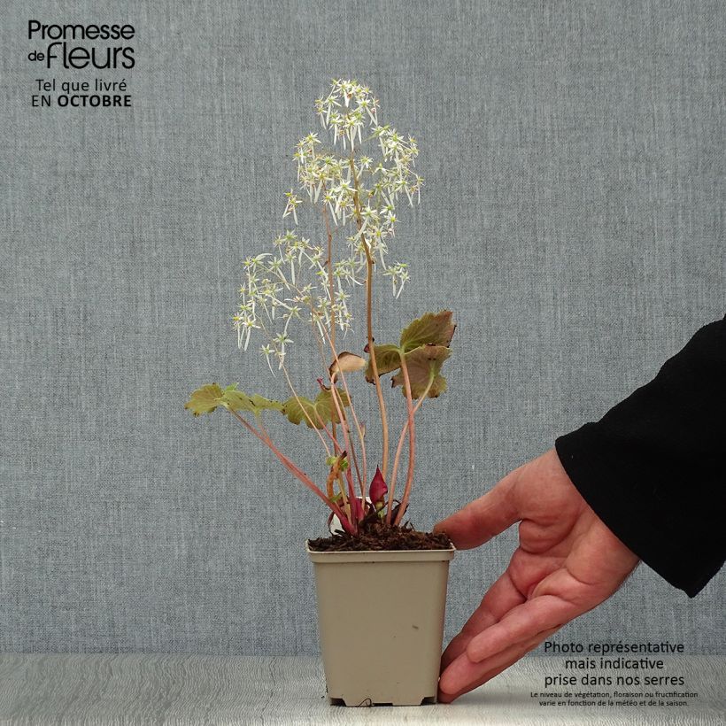 Esemplare di Saxifraga fortunei Wada - Sassifraga Vasetto da 8/9 cm come consegnato in autunno