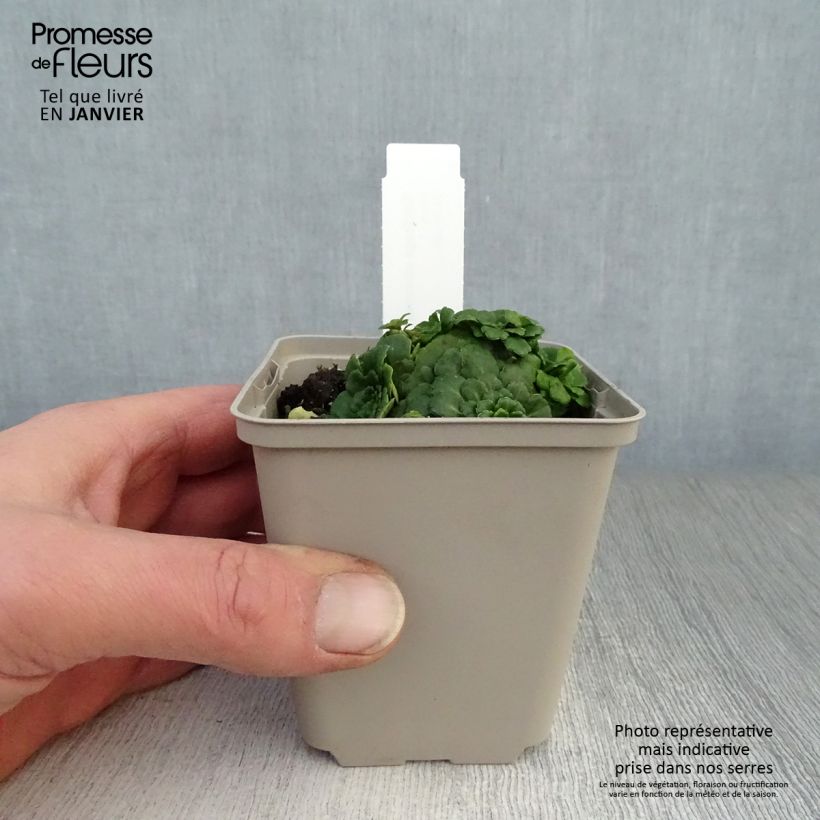 Saxifraga umbrosa Clarence Elliott - Sassifraga ombrosa Vasetto da 8/9 cm esemplare consegnato in inverno