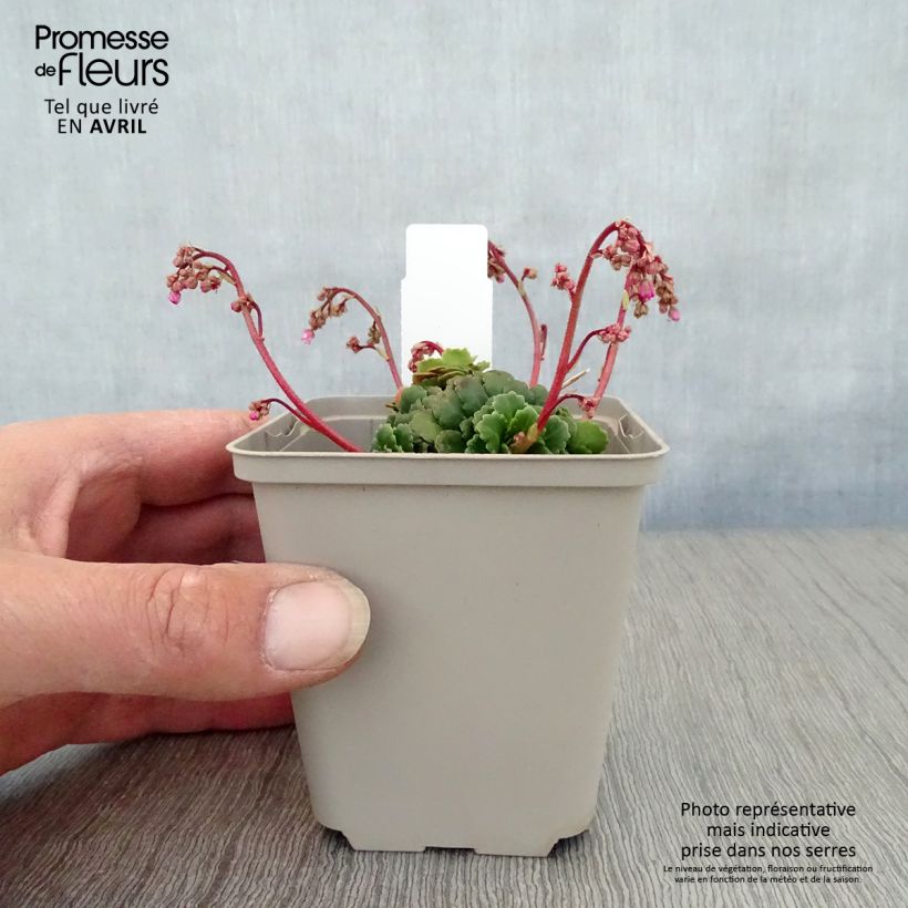 Saxifraga umbrosa Clarence Elliott - Sassifraga ombrosa Vasetto da 8/9 cm esemplare consegnato in primavera