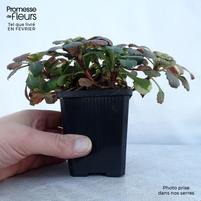 Saxifraga umbrosa Variegata - Sassifraga Vasetto da 8/9 cm esemplare consegnato in inverno