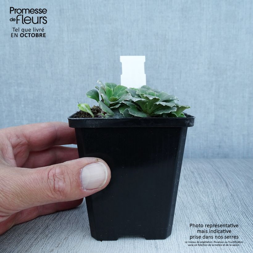 Esemplare di Saxifraga umbrosa Variegata - Sassifraga Vasetto da 8/9 cm come consegnato in autunno