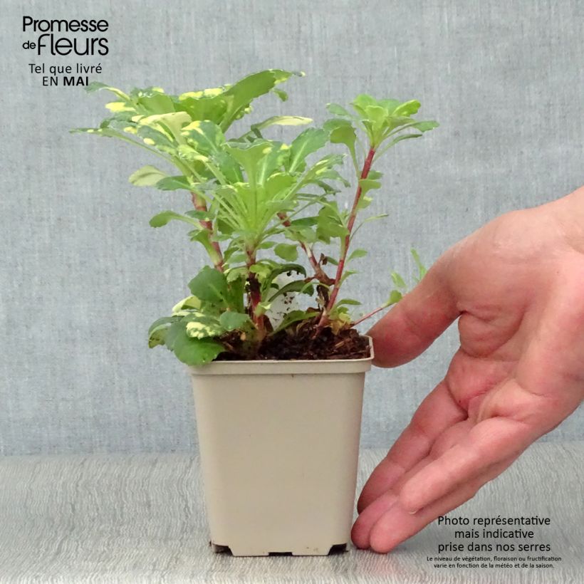 Saxifraga umbrosa Variegata - Sassifraga Vasetto da 8/9 cm esemplare consegnato in primavera