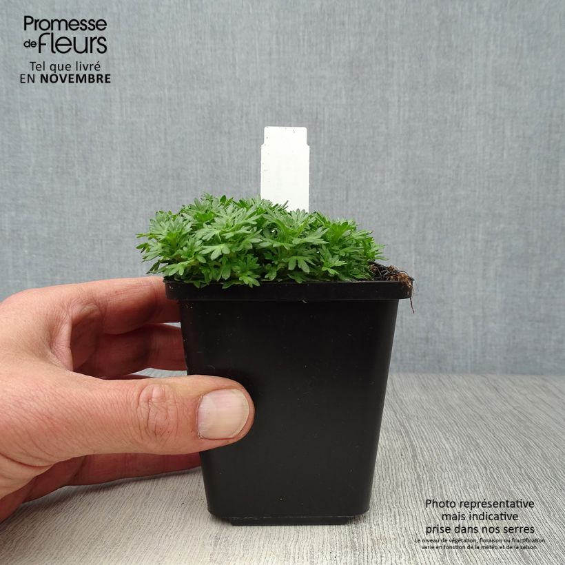 Esemplare di Saxifraga arendsii Pixie - Sassifraga Vasetto da 8/9 cm come consegnato in autunno