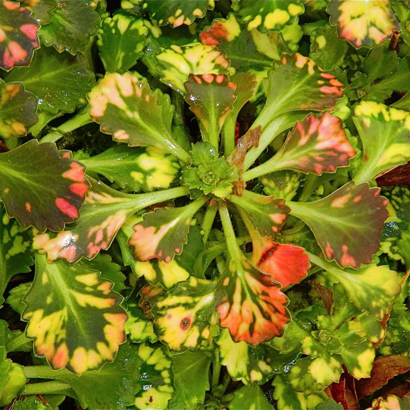 Saxifraga urbium Aureopunctata - Sassifraga (Fogliame)