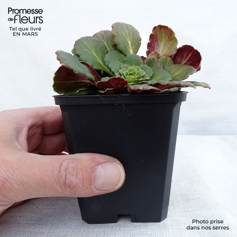 Saxifraga urbium - Sassifraga Vasetto da 8/9 cm esemplare consegnato in inverno