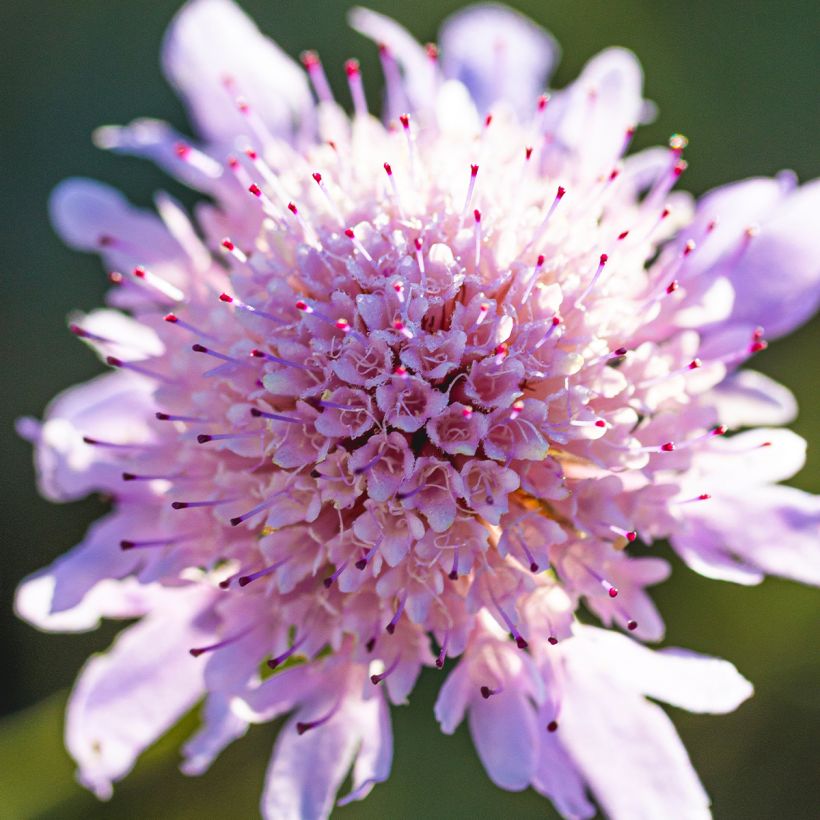 Scabiosa columbaria var. nana Pincushion Pink - Vedovina selvatica (Fioritura)