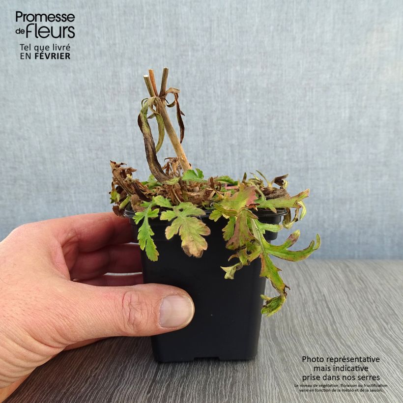 Scabiosa columbaria Butterfly Blue - Vedovina selvatica Vasetto da 7/8 cm esemplare consegnato in inverno