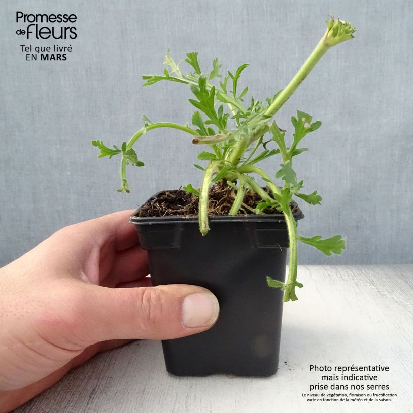 Scabiosa columbaria Butterfly Blue - Vedovina selvatica Vasetto da 7/8 cm esemplare consegnato in primavera