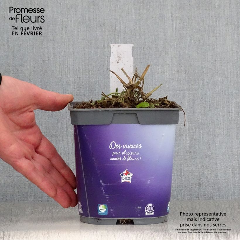 Scabiosa columbaria Butterfly Blue - Vedovina selvatica Vaso da 2L/3L esemplare consegnato in inverno