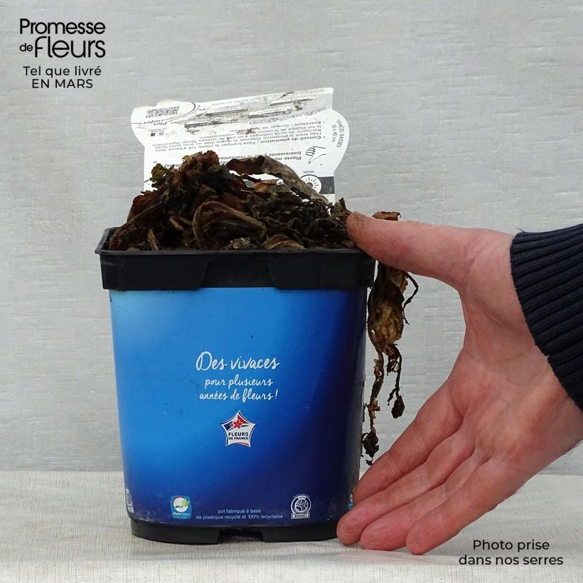 Scabiosa columbaria Butterfly Blue - Vedovina selvatica Vaso da 2L/3L esemplare consegnato in primavera