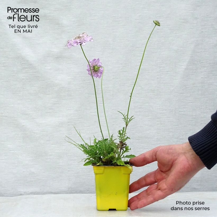 Scabiosa columbaria Pink Mist - Vedovina selvatica Vasetto da 7/8 cm esemplare consegnato in primavera