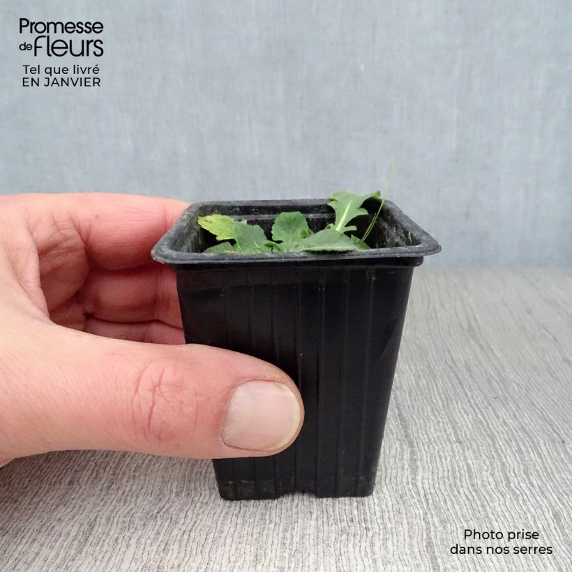 Scabiosa columbaria Pink Mist - Vedovina selvatica Vasetto da 7/8 cm esemplare consegnato in inverno