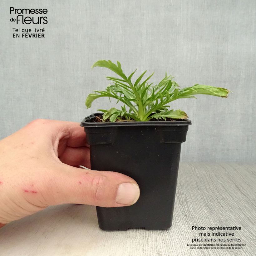 Scabiosa caucasica Alba Vasetto da 7/8 cm esemplare consegnato in inverno