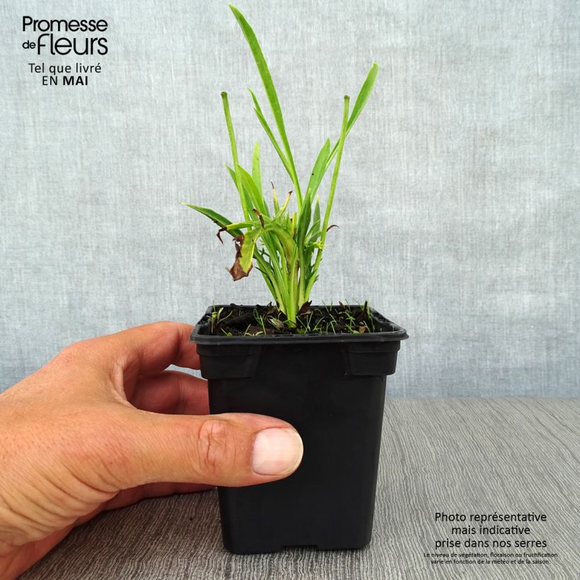 Scabiosa caucasica Alba Vasetto da 7/8 cm esemplare consegnato in primavera