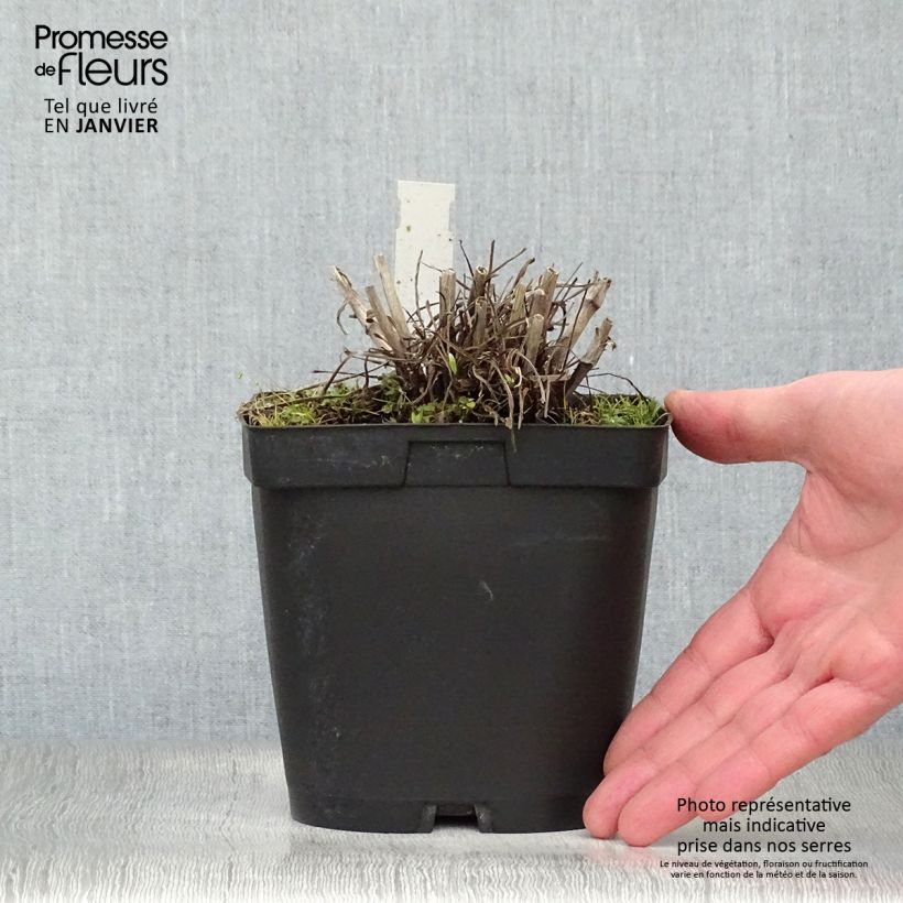 Scabiosa caucasica Alba Vaso da 2L/3L esemplare consegnato in inverno