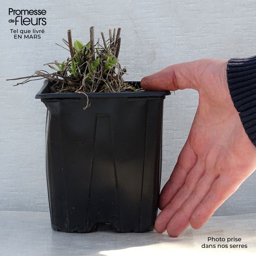 Scabiosa caucasica Alba Vaso da 2L/3L esemplare consegnato in primavera