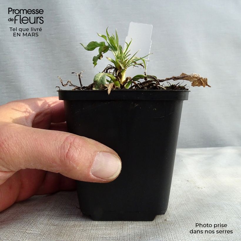 Scabiosa caucasica Fama Vasetto da 8/9 cm esemplare consegnato in inverno