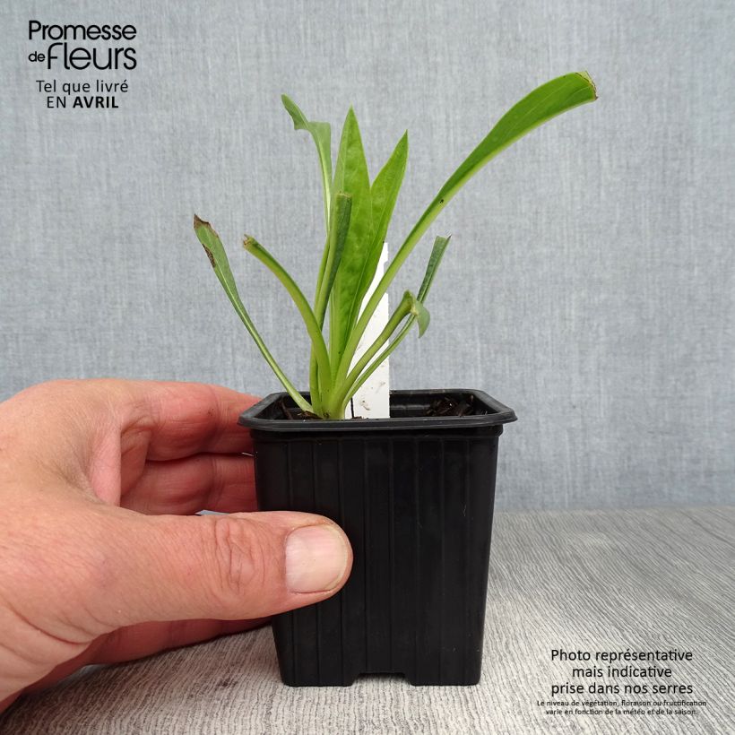 Scabiosa caucasica Fama Vasetto da 8/9 cm esemplare consegnato in primavera