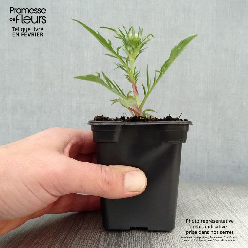 Scabiosa caucasica Perfecta Vasetto da 7/8 cm esemplare consegnato in inverno