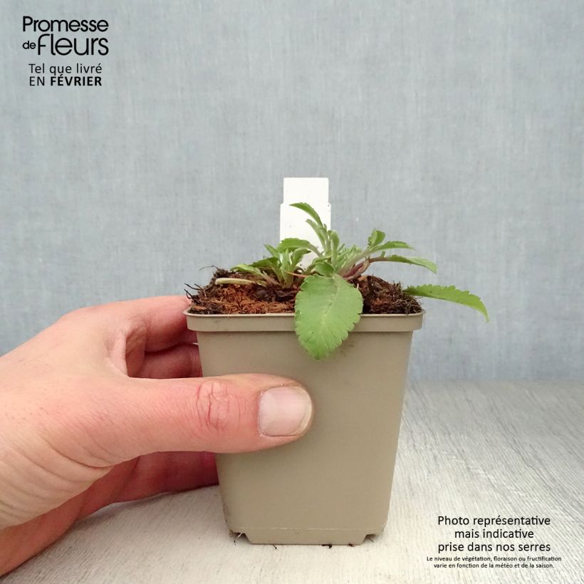 Scabiosa ochroleuca - Vedovina gialla Vasetto da 8/9 cm esemplare consegnato in inverno