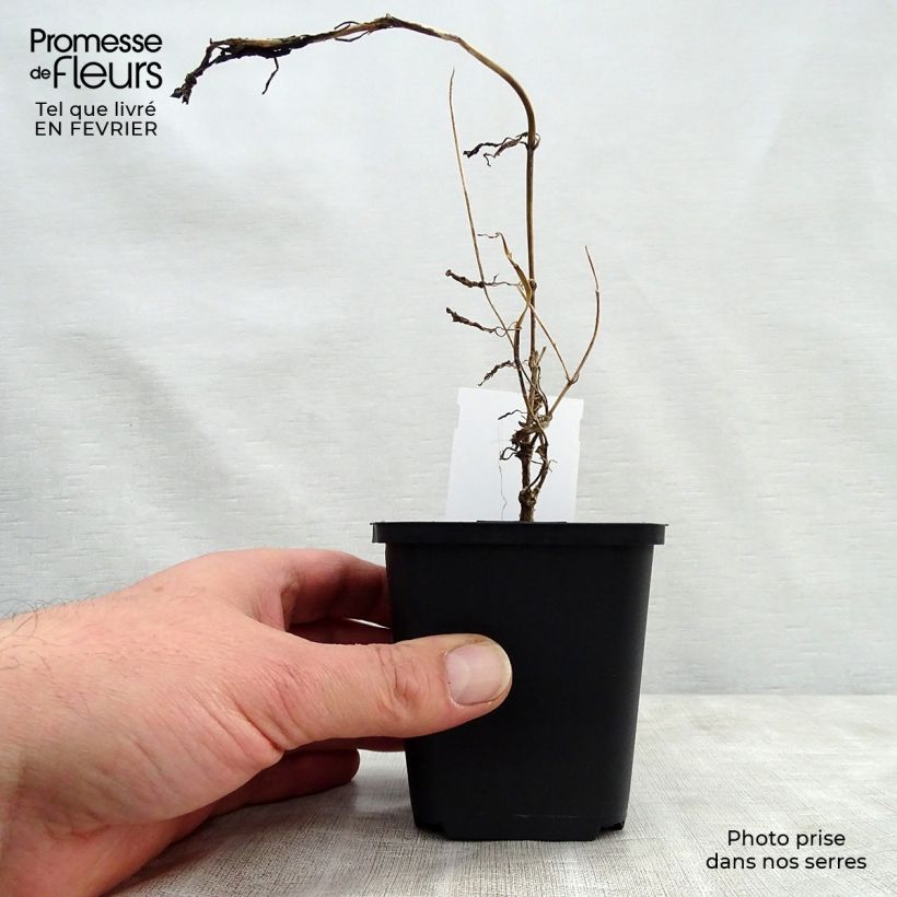 Scabiosa atropurpurea Chile Black Vasetto da 7/8 cm esemplare consegnato in inverno