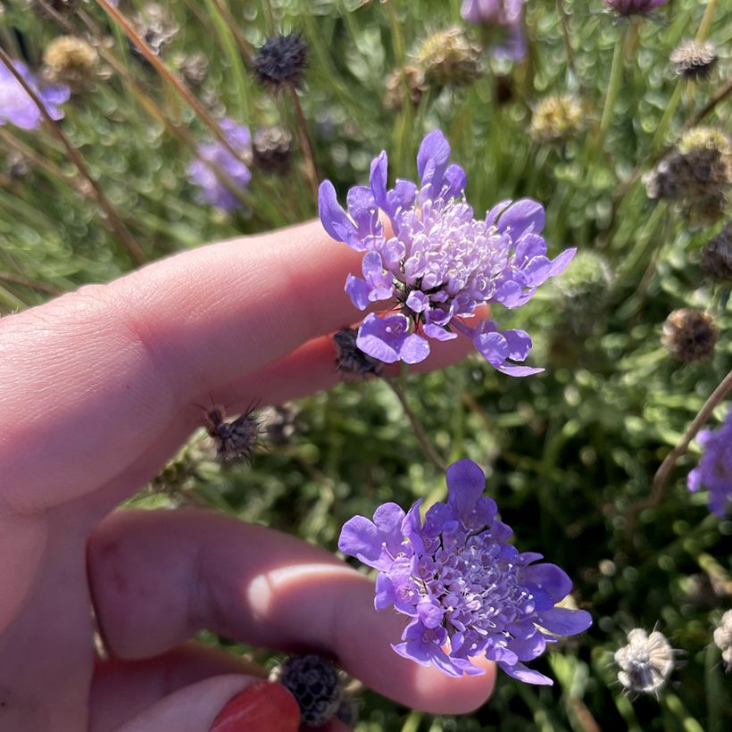 Scabiosa Nova Dew Drops (Fioritura)