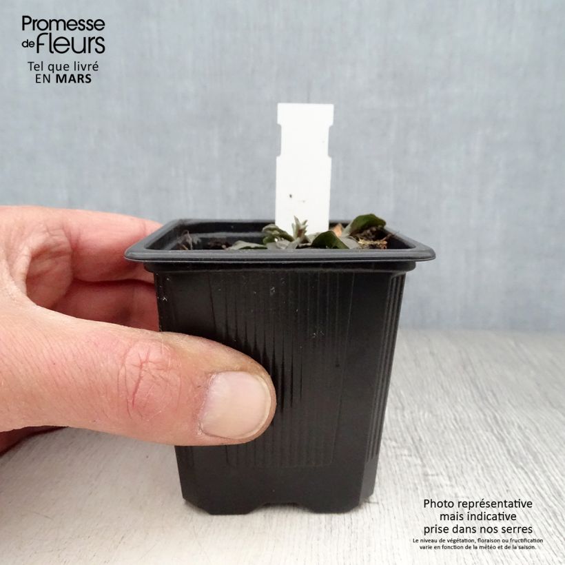 Scabiosa canescens - Vedovina canescente Vasetto da 8/9 cm esemplare consegnato in primavera