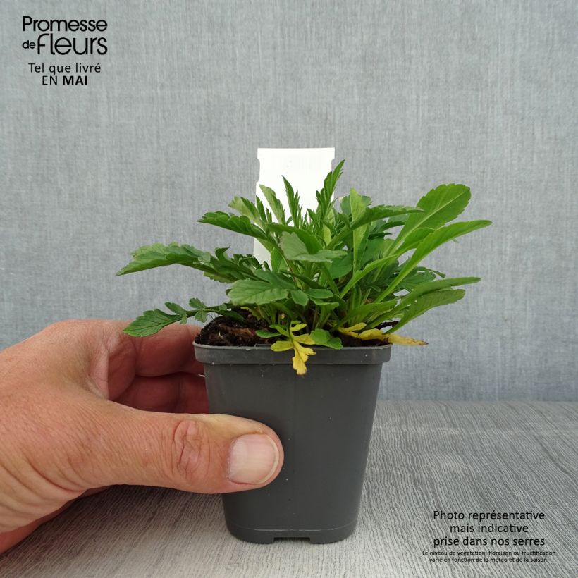 Scabiosa columbaria var. nana Pincushion Pink - Vedovina selvatica Vasetto da 8/9 cm esemplare consegnato in primavera