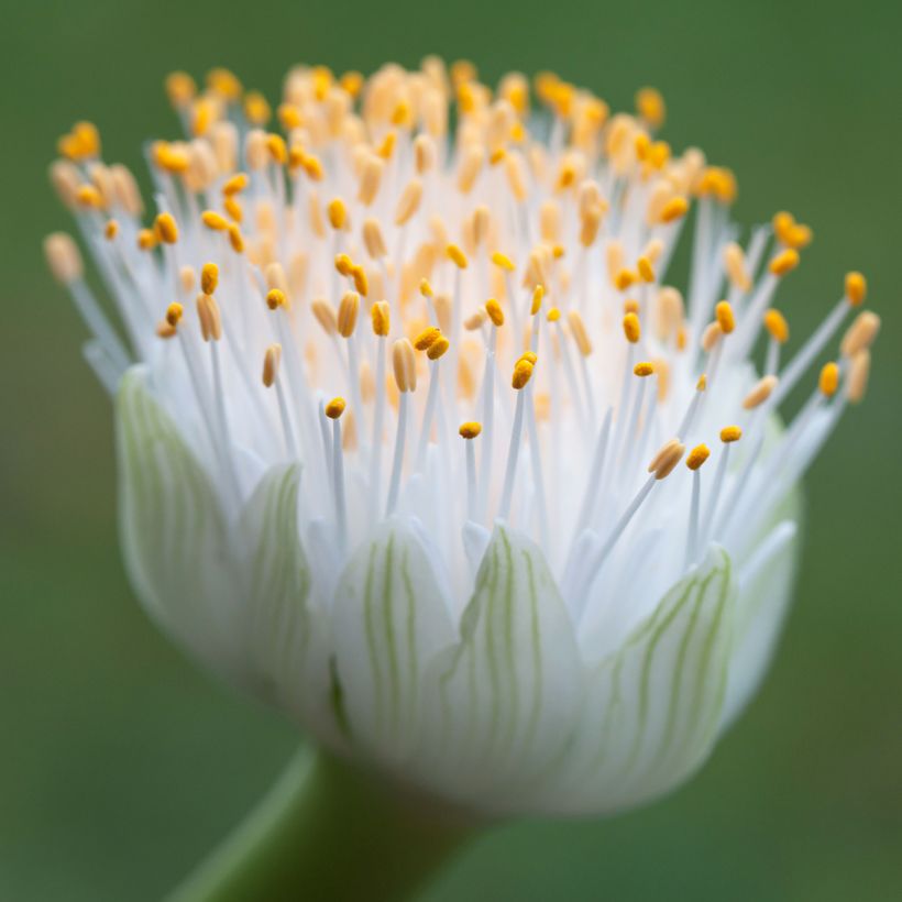 Tasso o haemanthus albiflos (Fioritura)