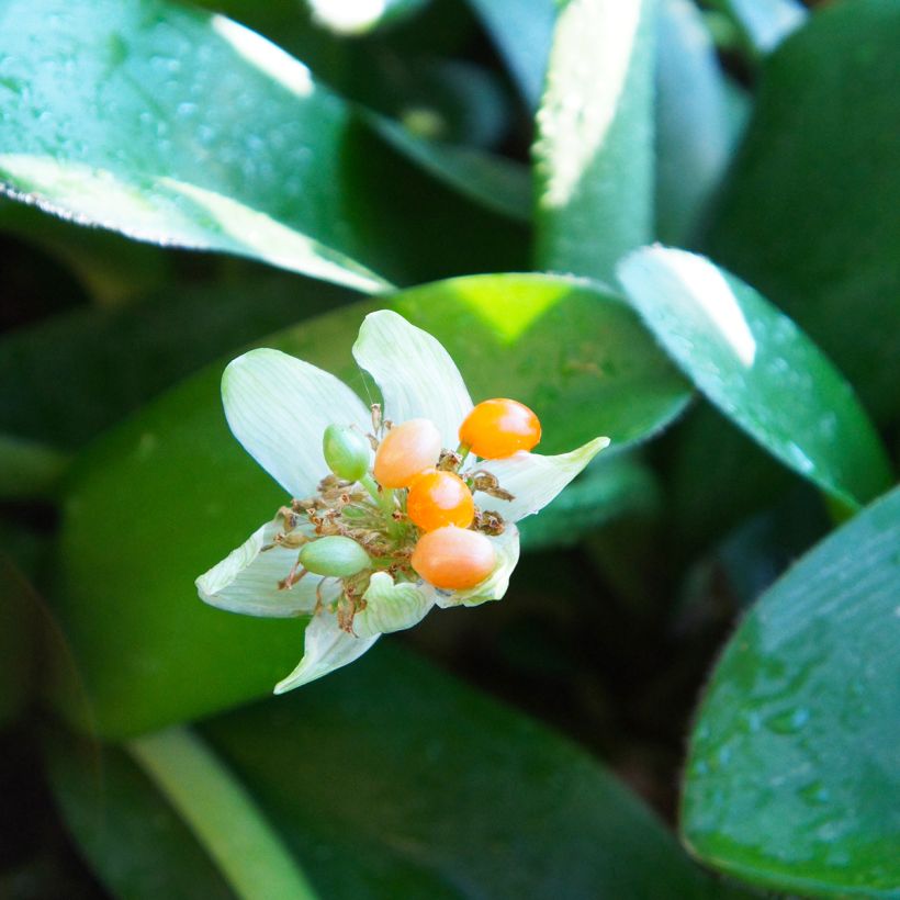 Tasso o haemanthus albiflos (Raccolta)