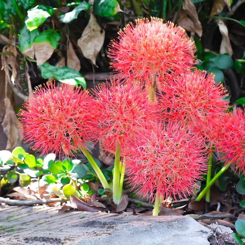 Scadoxus o haemanthus multiflorus (Porto)