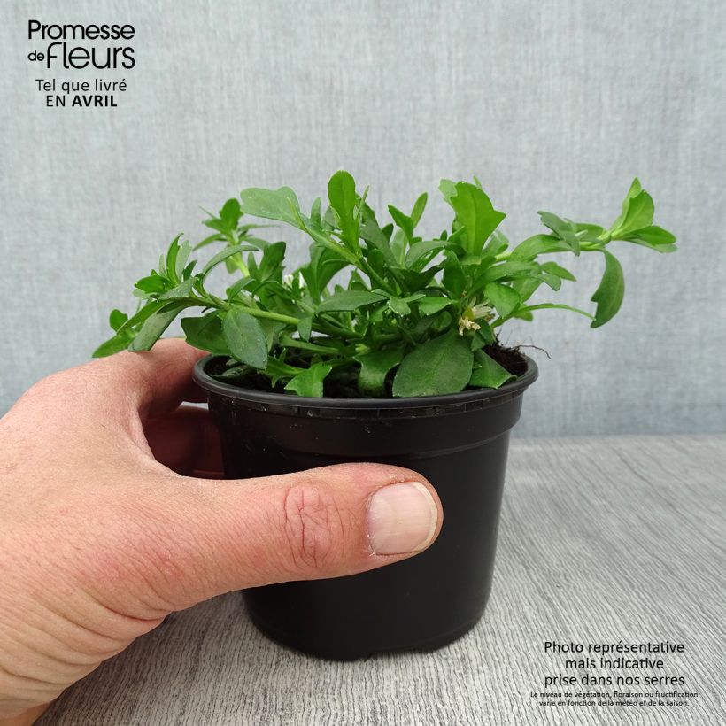 Scaevola aemula Surdiva Blanc Vasetto da 8/9 cm esemplare consegnato in primavera