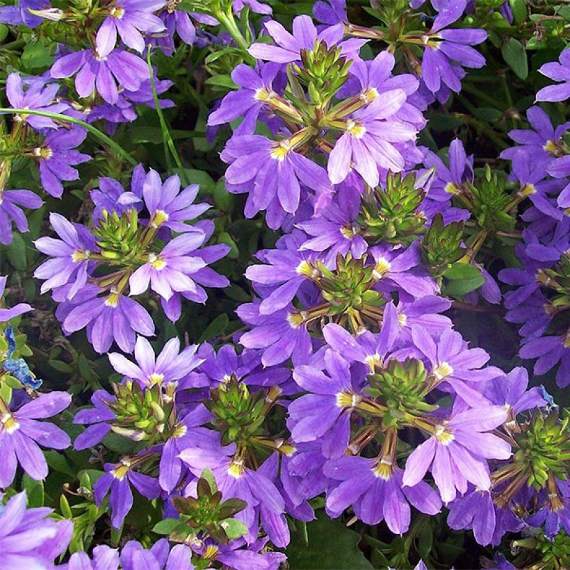 Scaevola aemula Surdiva Bleu (Fioritura)