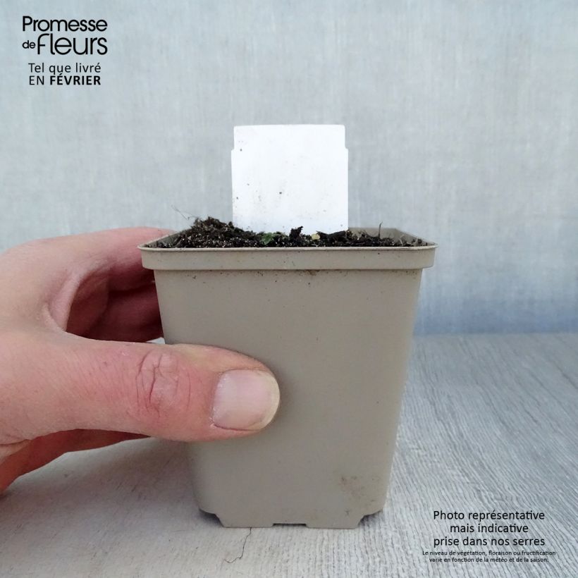 Polygonatum multiflorum - Sigillo di Salomone maggiore Vasetto da 8/9 cm esemplare consegnato in inverno