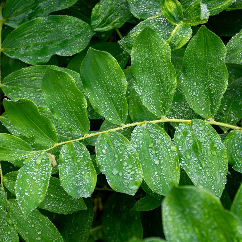 Polygonatum multiflorum - Sigillo di Salomone maggiore (Fogliame)